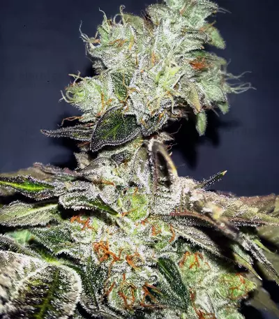 Josh D OG Seeds