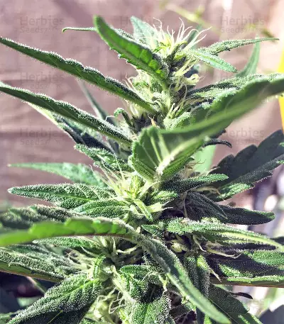 Kali China Seeds
