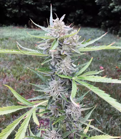 LSD Auto (Barney's Farm)