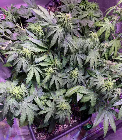 Lemonberry Haze Auto (Original Sensible Seeds)