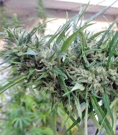 Malawi Seeds
