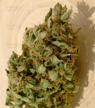 Semi femminizzati OG Kush Autofiorenti CBD