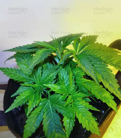 OG Kush Express Seeds