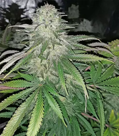 Old school Seeds