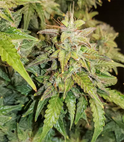 Original Auto Skunk (Fast Buds)