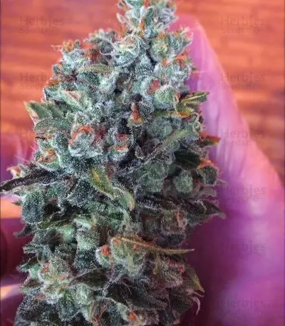Outdoor Hurricane Seeds