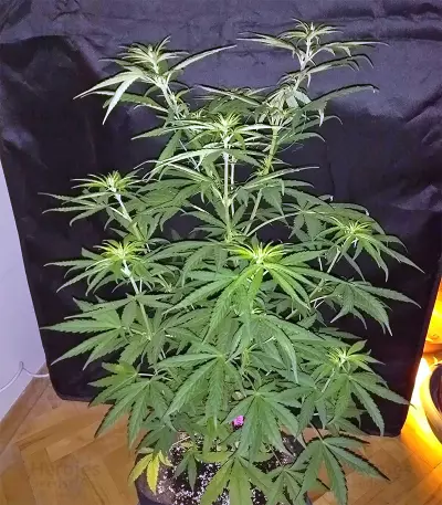 Panama strain