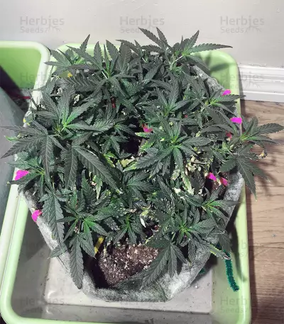 Semi femminizzati di Pineapple Glue