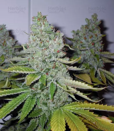 SFV OG Kush Seeds