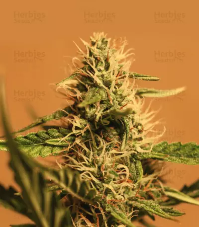 Sensi Skunk feminized seeds