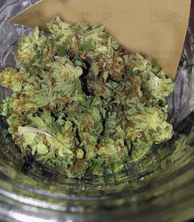 Sherbert Dab (Big Head Seeds)