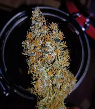 Graines de cannabis Sour Tangie (Reserva Privada)
