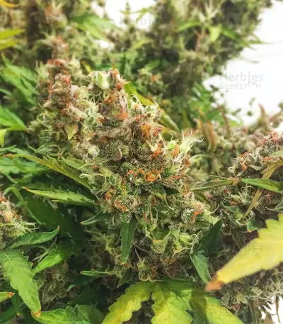 Sweet Tooth Auto fem Seeds