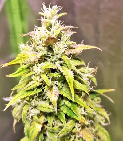 The White Train Auto Seeds