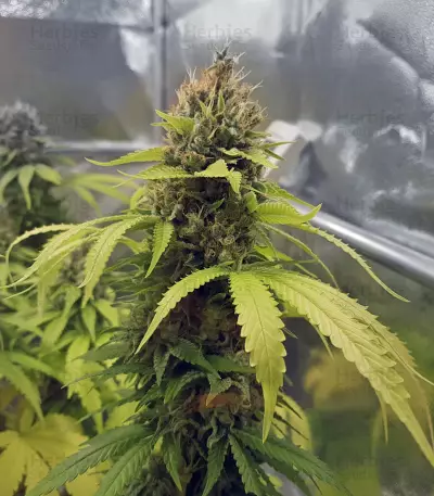 Toxic feminized seeds