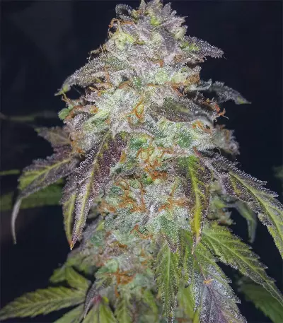 Wild Thailand Ryder feminized seeds