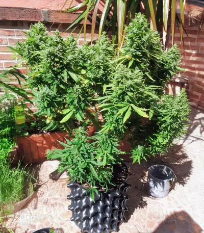 Semi Femminizzati Also Know 47 Autoflower (Seedkeepers)