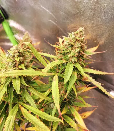Blue Tease Auto Seeds