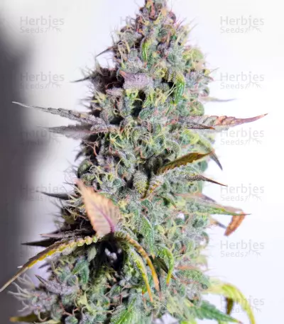 Bruce Banner Auto (Cali Buds Seeds)