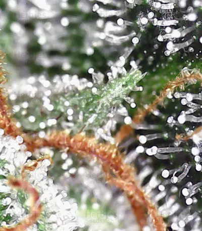 Cash Crop Auto (Cream of the crop seeds)