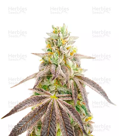 Godfather OG Feminized Seeds (Herbies Seeds USA)