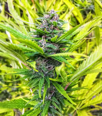 Lemonesia (Ceres Seeds)