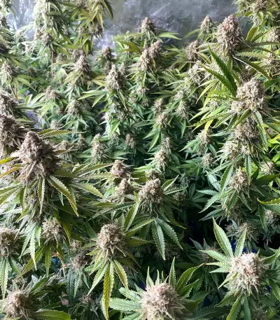Medical Buddha Seeds