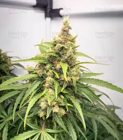 NY Diesel (Herbies Seeds)