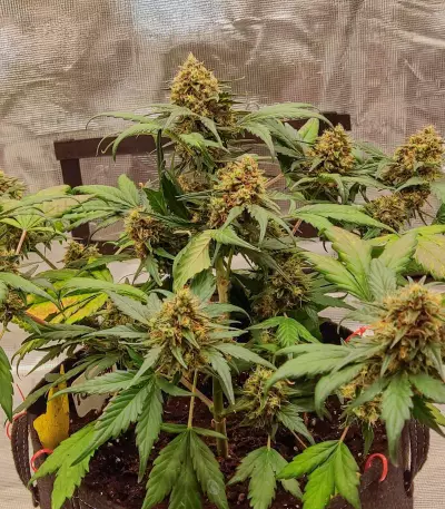 Orange Apricot Glue XL Auto Feminized Seeds (Sweet Seeds)