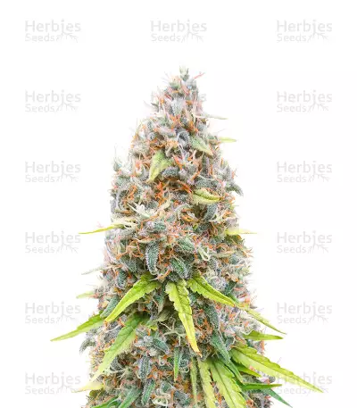 Powerplant Fast Version Feminized Seeds (Herbies Seeds USA)