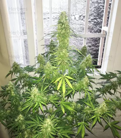 Skunk Auto feminized seeds (GHS)