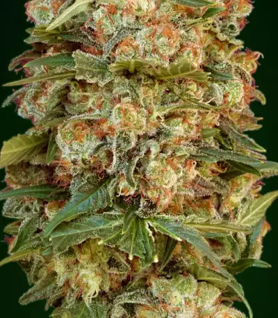 Afghan Skunk (Advanced Seeds)