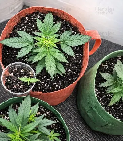 Auto Blackberry Moonrocks Seeds