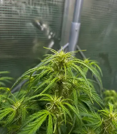Auto Frozen Biscotti Seeds (Dutch Passion)
