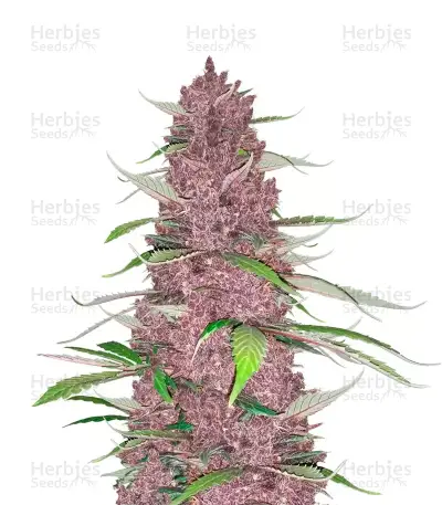 Auto Mix Pack #1 Seeds From Herbies Seeds