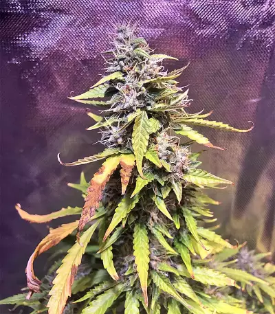 Auto Pineapple Express feminized seeds
