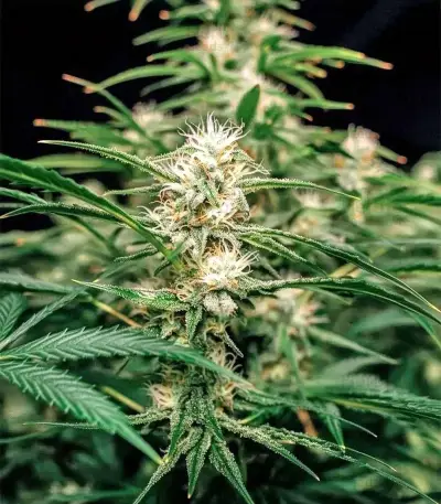 Biscotti Auto Seeds
