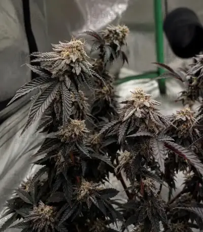Biscotti Auto Seeds (Green House Seeds)