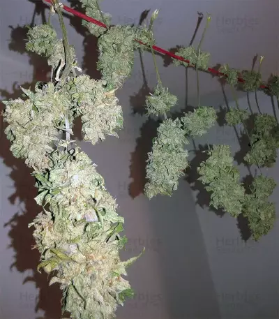 Buddha Magnum Auto Seeds
