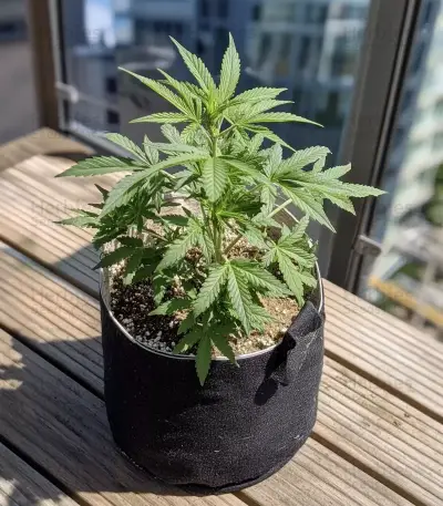 Cheese Auto Seeds