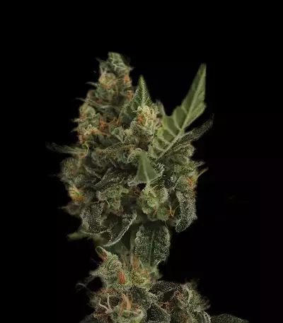 Cherry Grapefruit Seeds
