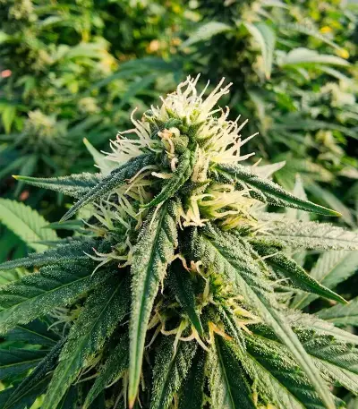 CR + feminized seeds