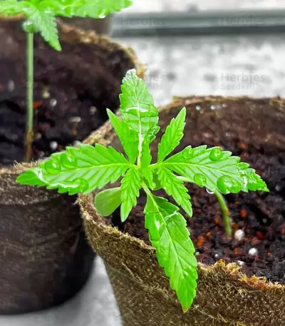 Durban Poison Seeds (Humboldt Seed Company)