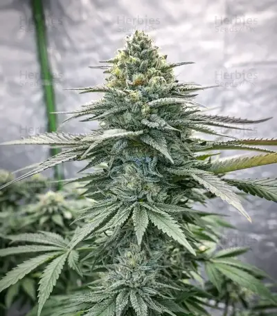 Flowerbomb Kush Seeds