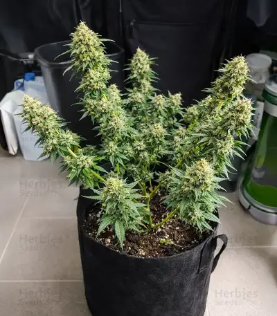 GH Cheese Seeds