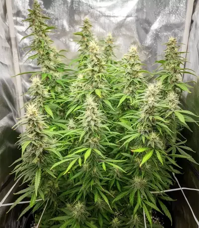 GMO Auto Seeds