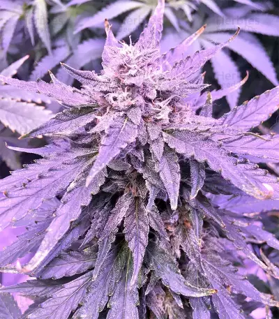 Gorilla Auto (GG#4 Original Glue Auto) (Expert Seeds)