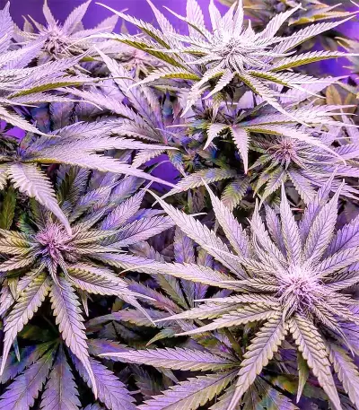 Graines de cannabis Grandaddy Black (Original Sensible Seeds)