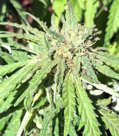 Grandaddy Purple feminized seeds (Big Head Seeds)