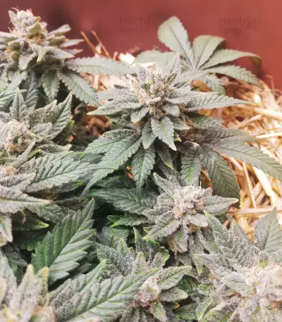Haze Berry Seeds